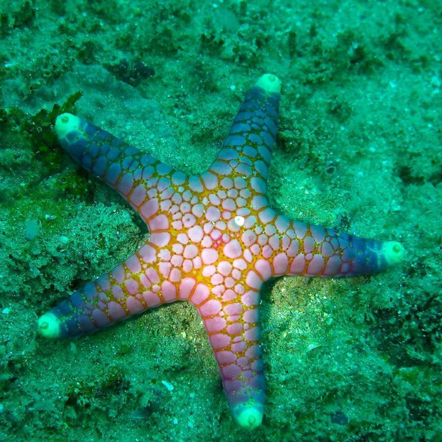 Seadina Coral Home Matara Zewnętrze zdjęcie