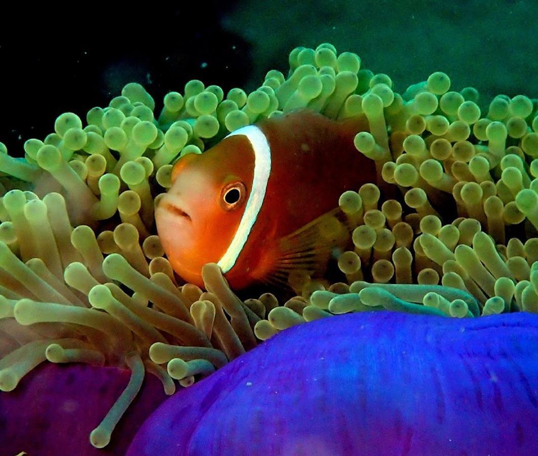 Seadina Coral Home Matara Zewnętrze zdjęcie