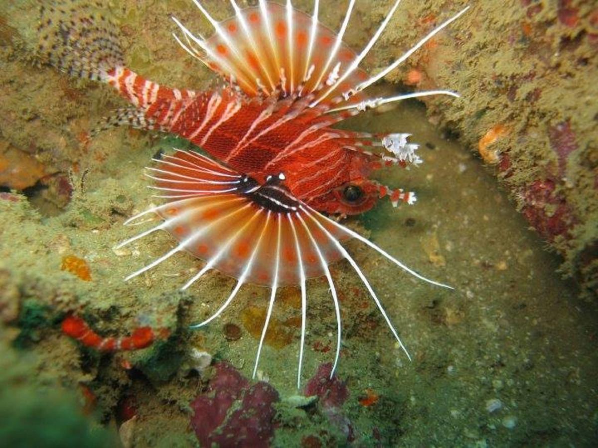 Seadina Coral Home Matara Zewnętrze zdjęcie