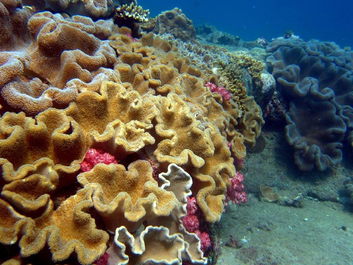 Seadina Coral Home Matara Zewnętrze zdjęcie